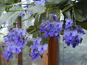 hellblau Clerodendron Pot Blumen foto