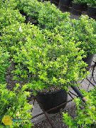 照片 紫丁香 盆花 卷烟厂