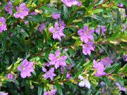 照片 紫丁香 盆花 卷烟厂