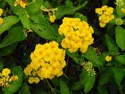 jaune Lantana Fleurs d'intérieur photo