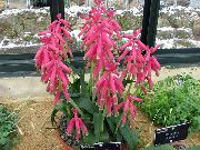 ფოტო ვარდისფერი შიდა ყვავილები Cape Cowslip