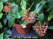 appelsína Showy Melastome Inni blóm mynd