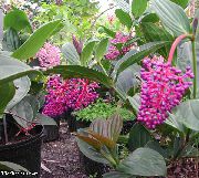 粉红色 华丽Melastome 盆花 照片