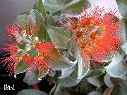 bäume Weihnachtsbaum, Pohutukawa, Pot Blumen foto