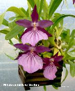 パープル Miltonia 室内の花 フォト