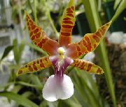 橙 Miltonia 盆花 照片