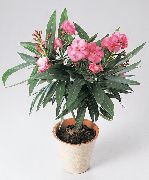 foto Rose Bay, Oleander Pot Blumen