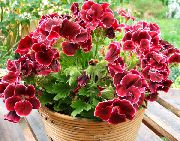 grianghraf claret Bláthanna faoi dhíon Geranium