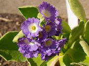 jorgovana Primula, Jagorčevina Sobne cvijeće foto