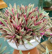foto Rhoeo Tradescantia Pot Blumen