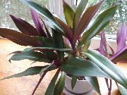 パープル Tradescantia Rhoeo 室内の花 フォト
