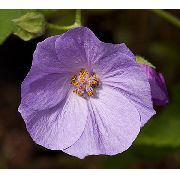 fotografija lila  Cvetenja Javor, Jok Javor, Chinese Lantern