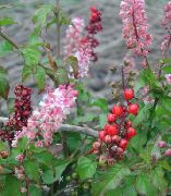 foto pink Indendørs blomster Plum, Rouge Plante, Baby Peber, Pigeonberry, Coralito