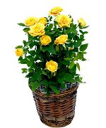 foto Rose Pot Blumen