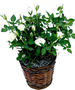 foto vit Inomhus blommor Rose