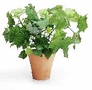 fotografie bílá Pokojové květiny Mys Stock-Růže, Sněmovna Vápno, Africké Konopí