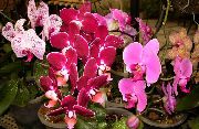 foto roosa Sise lilled Phalaenopsis