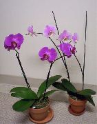 foto lilla Sise lilled Phalaenopsis