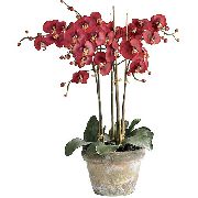 foto punane Sise lilled Phalaenopsis