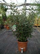 foto vit Inomhus blommor Feijoa