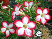 fénykép piros Beltéri virágok Sivatagi Rózsa