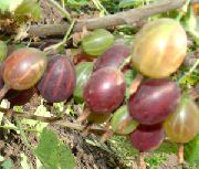 Уральский розовый