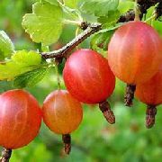 Шершневский