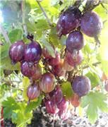 Челябинский слабошиповатый