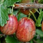 Сеянец Смены