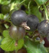 Жостаберри