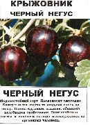 Черный негус