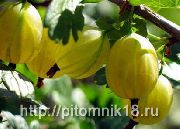 Английский желтый