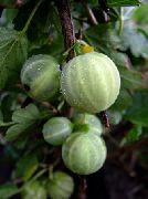 Уральский бесшипный