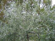 Груша иволистная Pyrus salicifolia