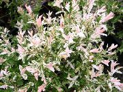        ,   - Salix integra Hakura Nishiki