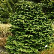       ,    Chamaecyparis  obtusa