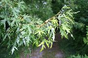        ,    Acer saccharinum 