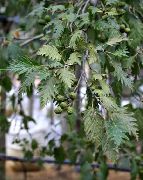 银 普通桤木 卉 照片