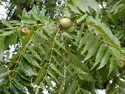 foto grön Växt Valnöt