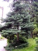 светло синьо Ела Растение снимка