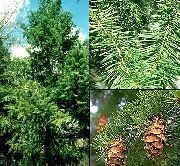 grön Douglasgran, Oregon Pine, Röd Gran, Gul Gran, Falsk Gran Växt foto