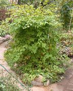 foto grön Växt Stephanandra