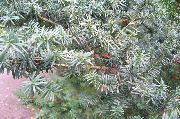  Taxus
