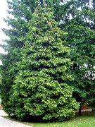 Туя западная Thuja