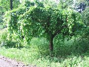 kuva vihreä Kasvi Silkkiäispuu