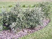 Шефердия Shepherdia