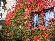         ,   ,     Parthenocissus quinquefolia 