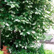 пъстър Kolomikta Лоза, Киви Лоза, Арктически Киви Красота Растение снимка