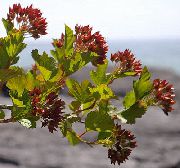 mynd grænt Planta Austur Ninebark