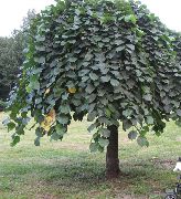        , Ulmus glabra  Camperdownii